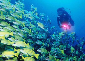 Diving, Sanya Guide，Sanya Travel