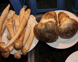 Yunnan Edible Fungi