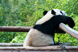 Chengdu Giant Panda Breeding and Research Base