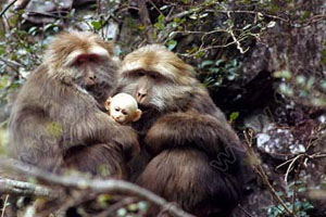 Wildlife in Yellow Mountain (Mount Huangshan)