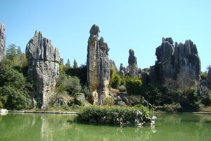 The Stone Forest