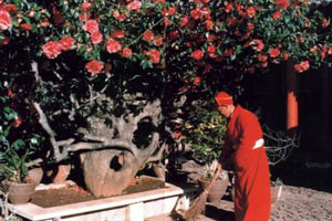 Yufeng Monastery (Yufeng Si )