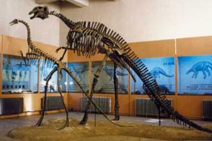 The Dinosaur Fossil Museum