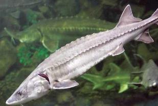 Chinese Sturgeon Museum