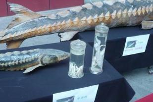 Chinese Sturgeon Museum