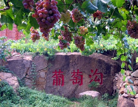 Grape Valley