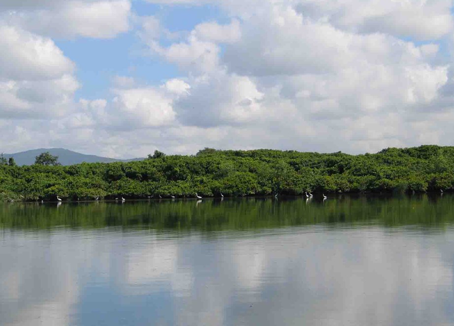 Mangrove Forest Natural Protection Area