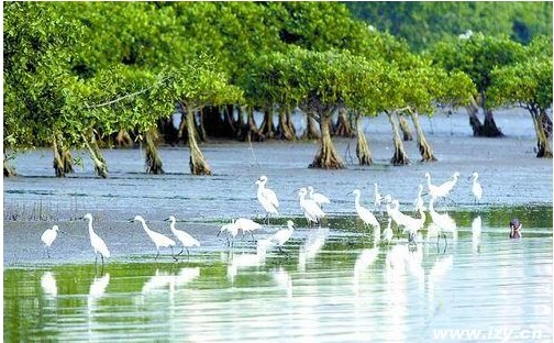 Mangrove Forest Natural Protection Area