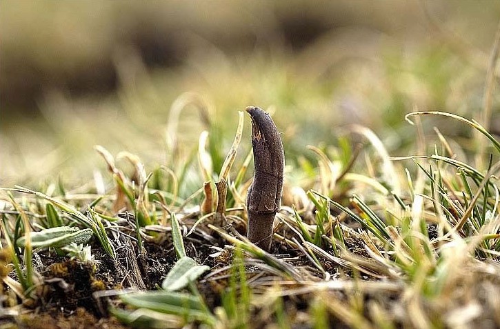 Chinese Caterpillar Fungus , Shangri-la Guide, Shangri-la Travel