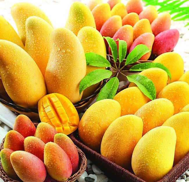 Mango , Sanya Guide，Sanya Travel