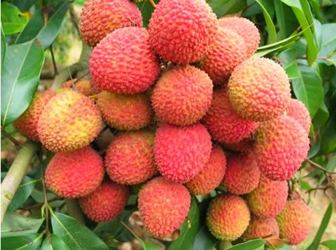 Litchi , Sanya Guide，Sanya Travel