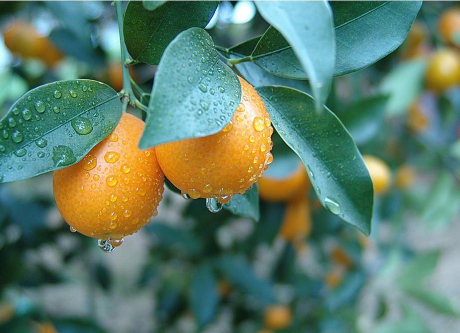 Cumquat, Nanning Guide，Nanning Travel