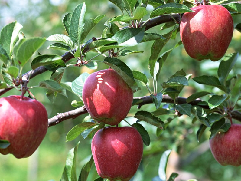 Maowen Apple, Jiuzhaigou  Travel， Jiuzhaigou  Guide