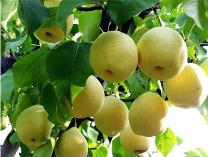 Bailizhou Sand Pear, Yichang Travel, Yichang  Guide