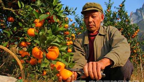 Yichang Citrus, Yichang Travel, Yichang  Guide