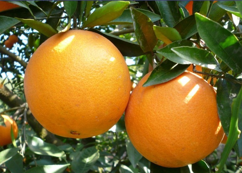 Navel Orange, Yichang Travel, Yichang  Guide