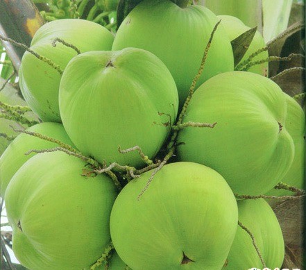 coconut, Haikou  Travel, Haikou  Guide 