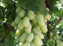 Seedless White Grapes, Korla Travel, Korla Guide