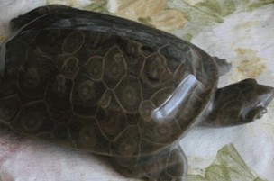 Tortoise Veins Stone Carvings, Zhangjiajie Travel, Zhangjiajie Guide