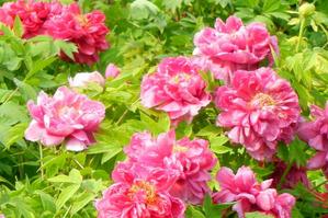 Peony Festival, Luoyang Travel, Luoyang Guide