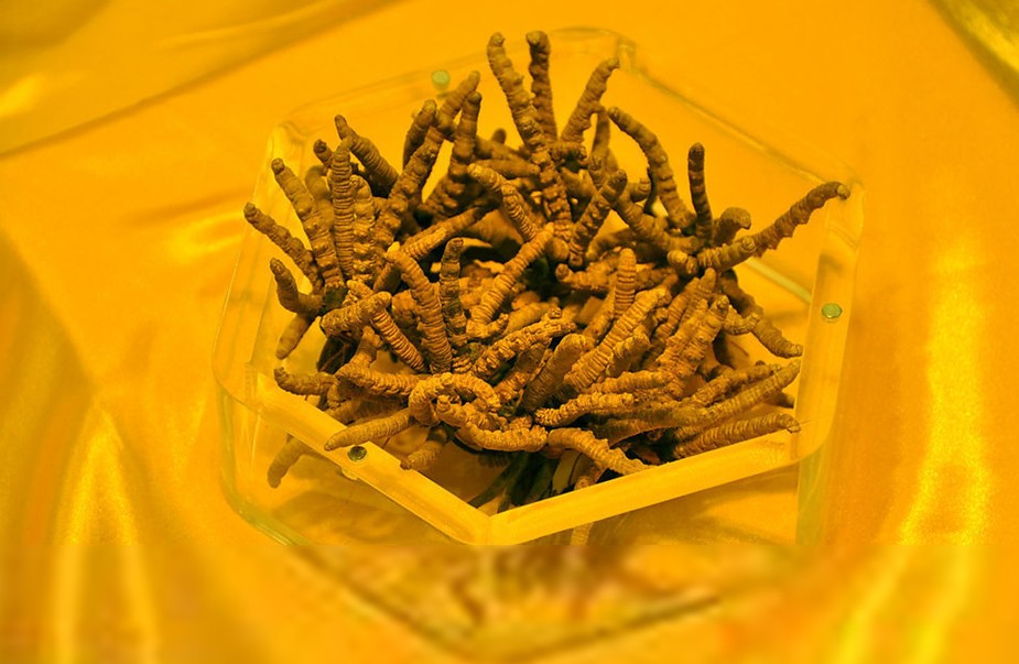 Cordyceps sinensis, Xiahe Travel, Xiahe  Guide 