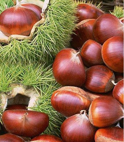 Zhouqu Chestnut, Xiahe Travel, Xiahe  Guide 