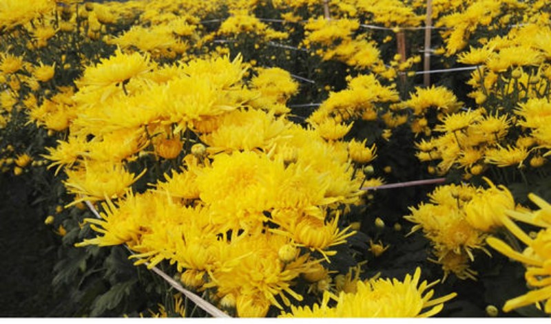Chrysanthemum.jpg 