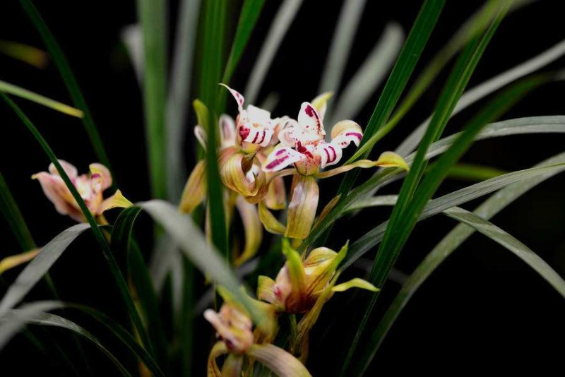 Orchid.jpg 