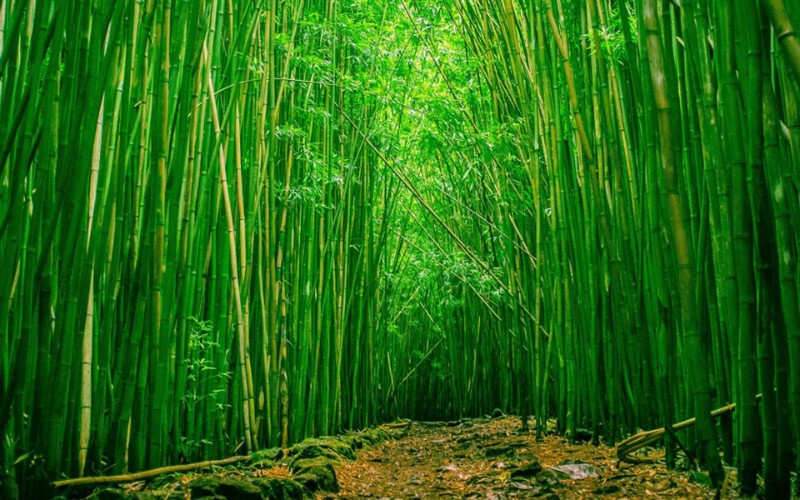 Bamboo.jpg 