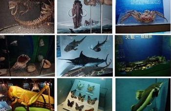 Tianjin Museum of Natural History-1.jpg 